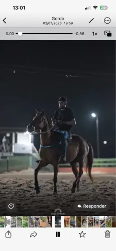 Cavalo de direito para iniciante , manso e prancha