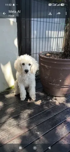 Poodle anã