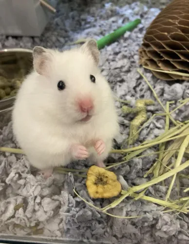 Hamster sírio