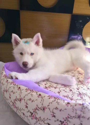 Filhote Husky Siberiano Fêmea