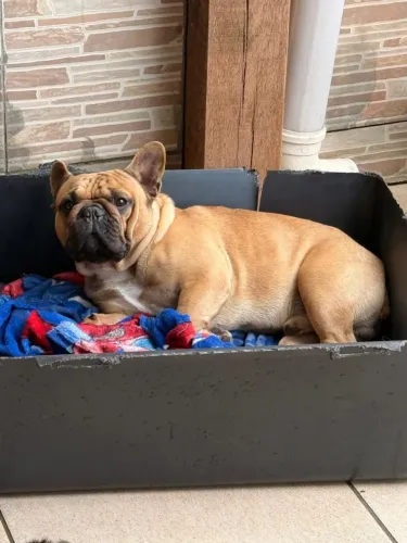troca -se Bulldog francês