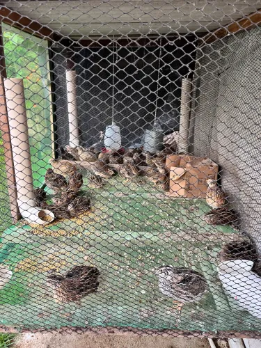 Vendo codornas para abate