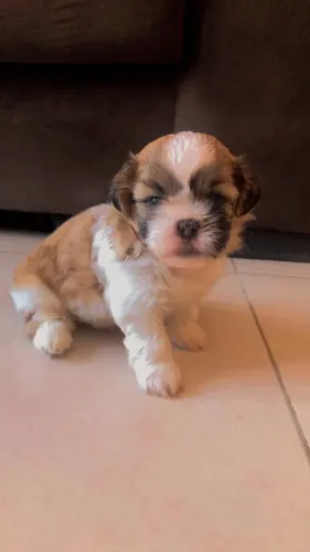 ? Filhote de Shih Tzu Fêmea à Venda - Última Disponível! ?