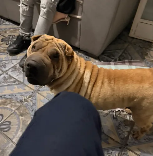Adoção responsável Sharpei 