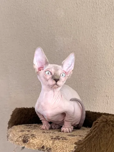 Filhotes Sphynx Bambinas
