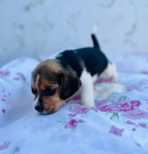Beagle o camisa 10 da fofura chegou