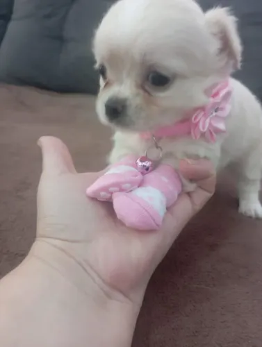 Chihuahua pequena no tamanho e grande na elegância