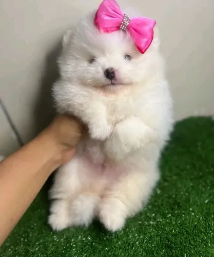 Lulu fêmea 