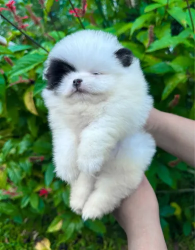 Lulu da pomerania