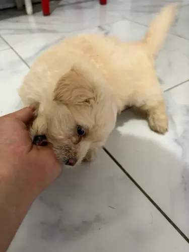 Filhotes lhasa apso