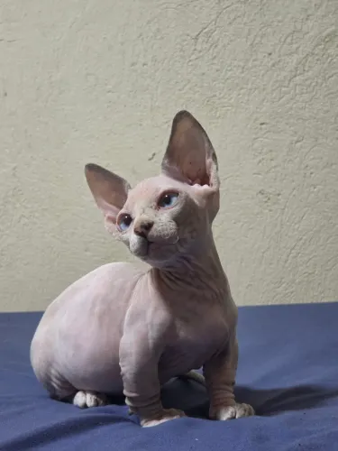 Sphynx bambina