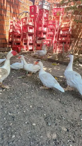 Galinhas e patos