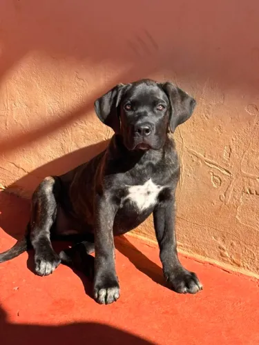 Filhotes Fêmea de CANE CORSO ITALIANO