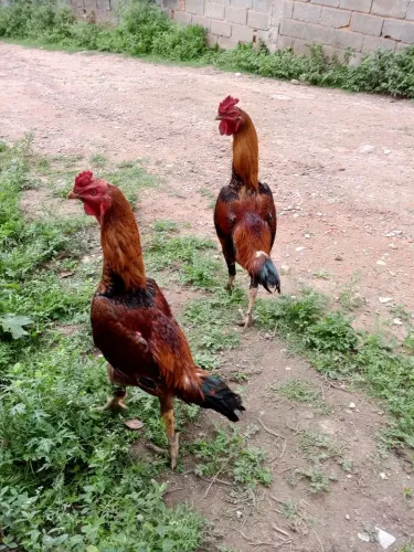 Galo caipira