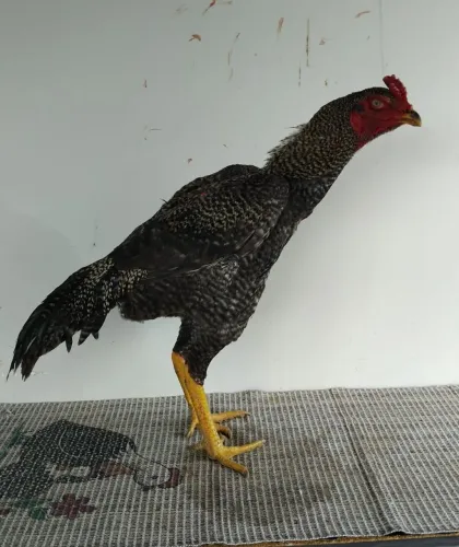 FRANGO MURA EXÓTICO DE QUALIDADE!!