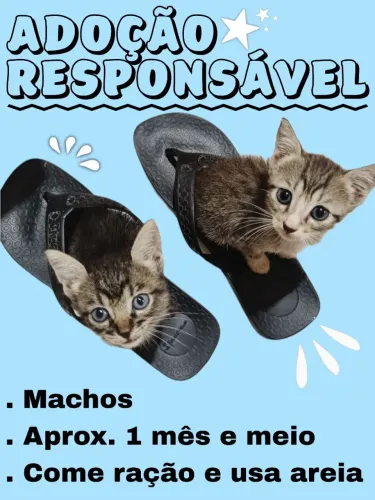 DOAÇÃO DE GATINHOS
