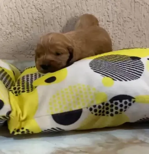 Cocker spaniel relaxado