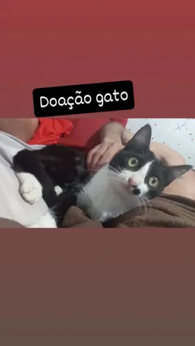 Doação de gato