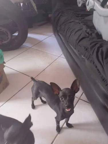Pinscher 1