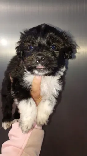 Lhasa Apso macho