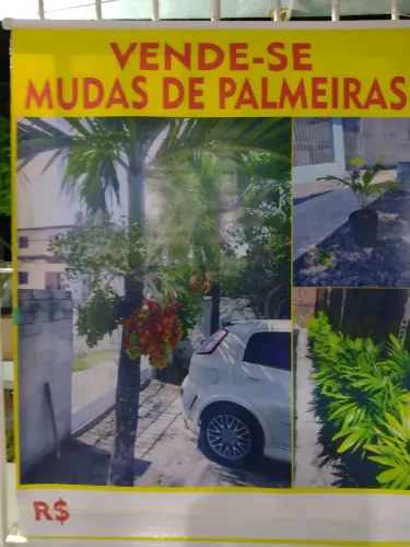 Vendemos mudas de palmeiras