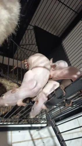 Twister Hairless (sem pelo)