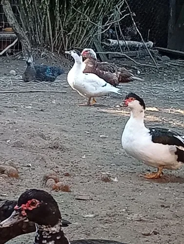 Vendo patos