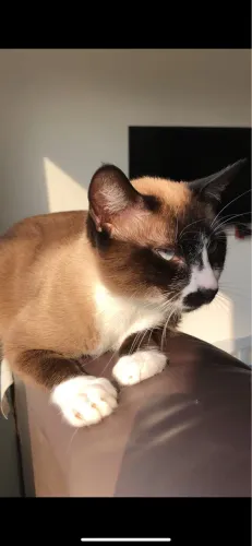 Doação Gata