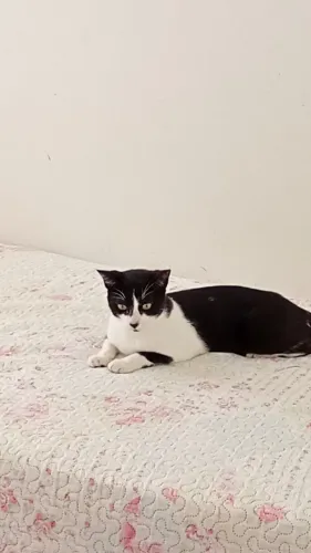 Adoção responsável Gato Macho
