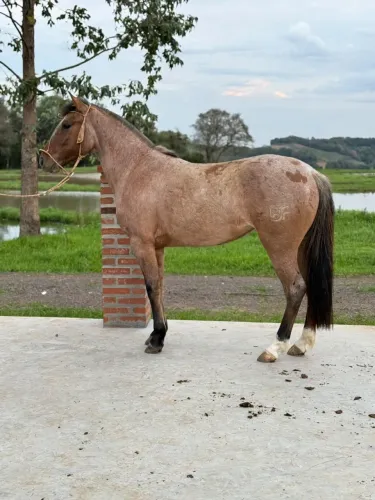 Égua Crioula Rosilha