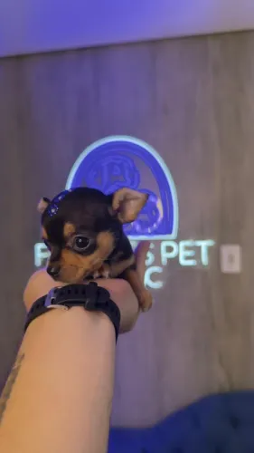 Pinscher