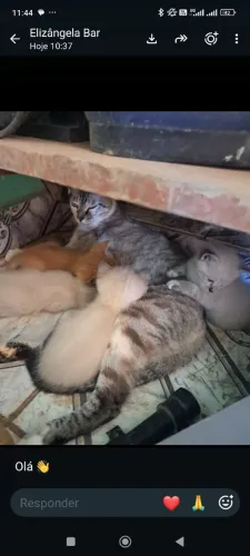 Lindos gatinhos