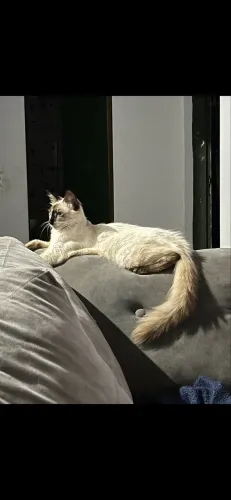 Gatos pra doação 