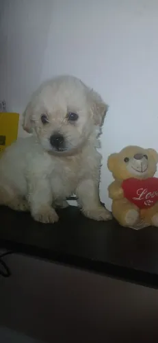 Filhote Poodle Fêmea 