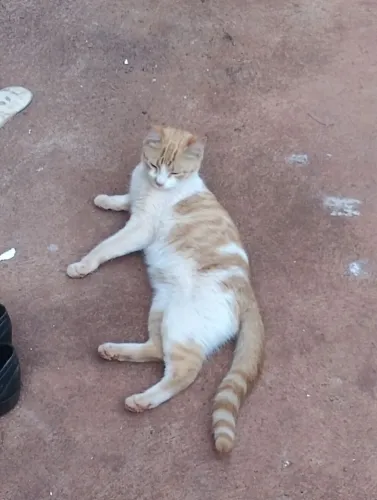 Doa- se gatinha de 5 meses 