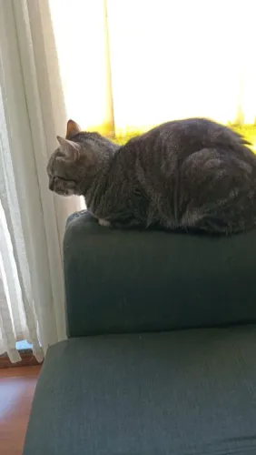 Doa-se Gato Macho castrado