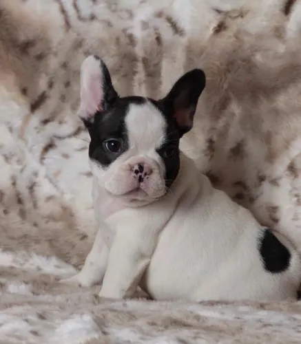 Bulldog francês - machinho já pronto