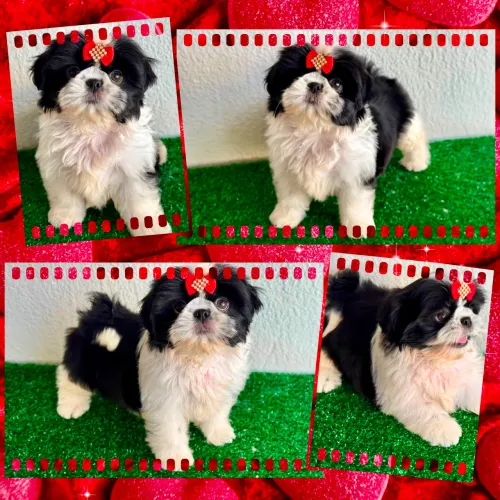 !!! Maravilhosos !!! Shihtzu fêmea e macho