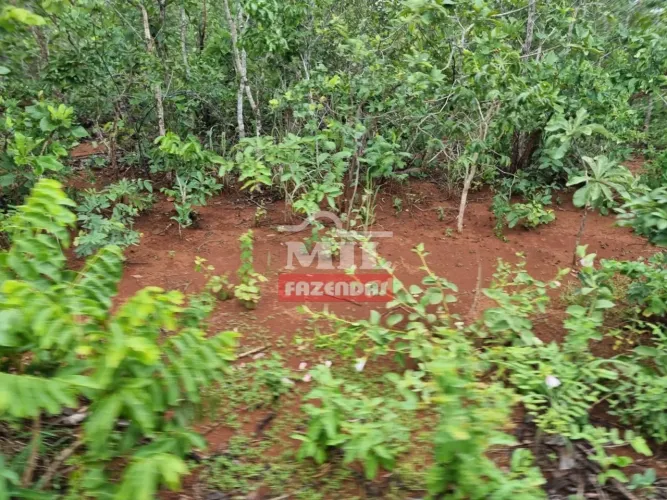 Fazenda Agricultável em Cavalcante-GO. (202 Alqueires) Toda Terra Macia.