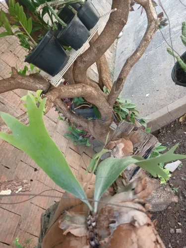 Planta chifre de veado