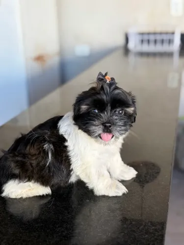Shihtzu fêmea 