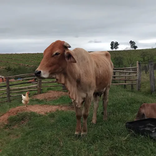Vaca e bezerro à venda