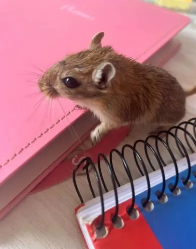 Gerbil (Esquilo da Mongólia)