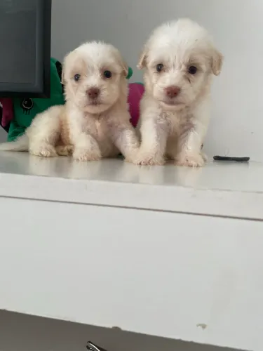 Poodles machos 