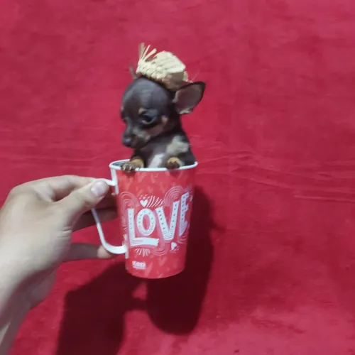 Pinscher zero fêmia e macho com 80 dias pai e mãe zero 