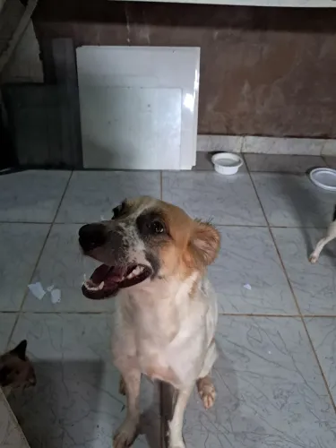 Olá, quero doar minhas duas cachorrinhas pois irei mudar e estou sem condições .