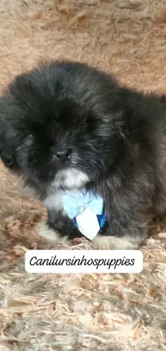 Lhasa apso garanta o seu 