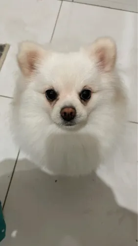 Procura cachorro para cruzar com uma Lulu-da-pomerânia