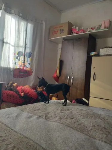Pinscher femia 8 meses