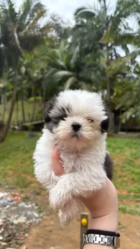Shitzu macho mini